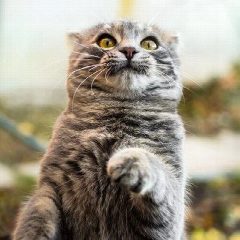 Канал Мемасы, пятница и котики в мессенджере MAX — 128 подписчиков