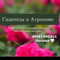 Канал Саженцы в Агрономе  "У Натальи" розы , плодовые и декоративные растения в мессенджере MAX — 509 подписчиков