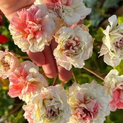Канал Пеларгонии Света Гордеева в мессенджере MAX — 1 259 подписчиков