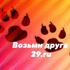 Канал Возьми друга | Отдам в добрые руки 29.ru в мессенджере MAX — 24 подписчика