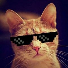 Канал КОТИКИ в мессенджере MAX — 14 473 подписчика