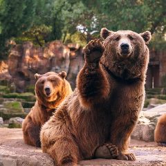 Канал 🐻🐼 Медведи и панды | Первый медвежий канал в мессенджере MAX — 2 659 подписчиков
