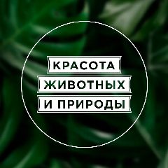 Канал Красота животных и природы в мессенджере MAX — 4 066 подписчиков