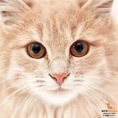 Канал Приют «Муркоша» в мессенджере MAX — 1 344 подписчика