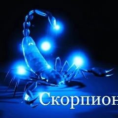 Канал Мой знак зодиака Скорпион в мессенджере MAX — 609 подписчиков