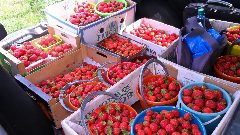 Канал ВКУСНЫЙ ОГОРОД в мессенджере MAX — 1 482 подписчика