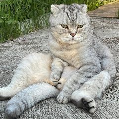 Канал Кот Марсик Брутальный шотландец в мессенджере MAX — 11 подписчиков