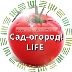 Канал Сад огород life в мессенджере MAX — 7 154 подписчика