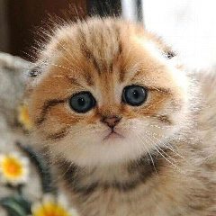 Канал 🐱Котики Online🐱 в мессенджере MAX — 805 подписчиков