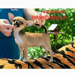 Канал Чихуахуа щенки РИККО ВИГАЛ в мессенджере MAX — 194 подписчика