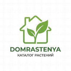 Канал 🪴Зелёный Агроном | Комнатные растения: советы и лайфхаки. в мессенджере MAX — 34 подписчика