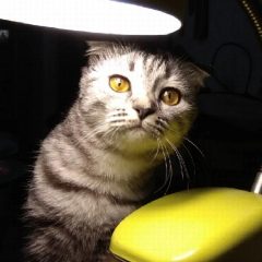 Канал Нюша.  Кошачий клуб в мессенджере MAX — 129 подписчиков