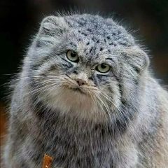 Канал Палласов кот в мессенджере MAX — 12 подписчиков