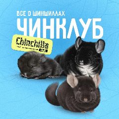 Канал ЧинКлуб - всё о шиншиллах в мессенджере MAX — 724 подписчика