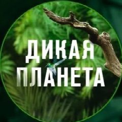 Канал Дикая Планета в мессенджере MAX — 23 подписчика