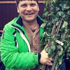 Канал Саженцы плодовых культур Алексея Юматова в мессенджере MAX — 1 531 подписчик