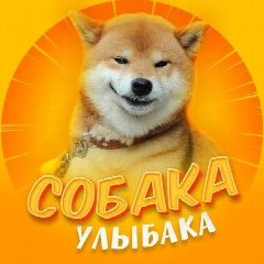 Канал Собакен | Животные Юмор Смех Улыбка Приколы Питомцы Домашние Животные Отдых Развлечение Смех Коты Видео в мессенджере MAX — 13 168 подписчиков