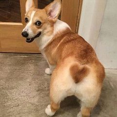 Канал corgi в мессенджере MAX — 1 169 подписчиков