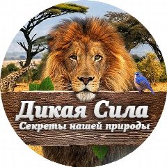 Канал Дикая Сила | Животные | Секреты нашей природы в мессенджере MAX — 430 подписчиков