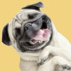 Канал Собака = любовь в мессенджере MAX — 1 306 подписчиков