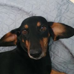 Канал DogsForum в мессенджере MAX — 339 подписчиков