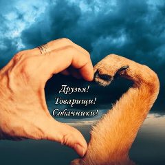 Канал Друзья! Товарищи! Собачники! в мессенджере MAX — 226 подписчиков