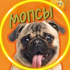 Канал Мопсы 🐶 в мессенджере MAX — 1 566 подписчиков
