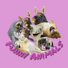 Канал Funny Animals -животные, смешные животные, смешные видео, юмор, приколы, собаки, кошки, обезьяны. в мессенджере MAX — 3 592 подписчика
