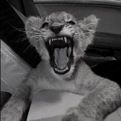 Канал Тигрёнка 🐯🧡 в мессенджере MAX — 52 подписчика