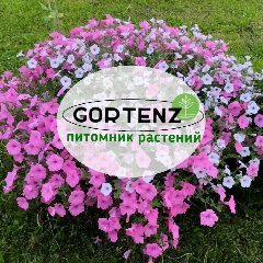 Канал GORTENZ питомник растений в мессенджере MAX — 211 подписчиков
