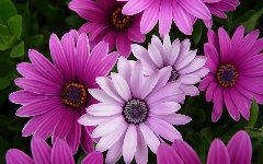 Канал 🌺 МИР ЦВЕТОВ в мессенджере MAX — 1 003 подписчика