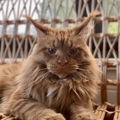 Канал Caramel питомник любимых мейн Кунов в мессенджере MAX — 136 подписчиков