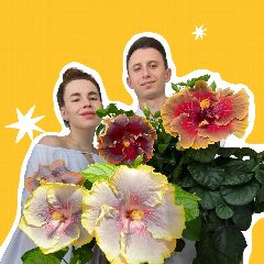 Канал Хибиблум | Hibibloom | Гибискусы в мессенджере MAX — 342 подписчика