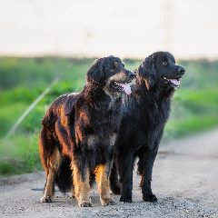 Канал ХОВАВАРТ в мессенджере MAX — 34 подписчика