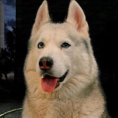 Канал Хаски Бандит в мессенджере MAX — 13 364 подписчика