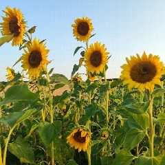 Канал Переезд на юг. Ольга и Роман🌻 в мессенджере MAX — 3 151 подписчик