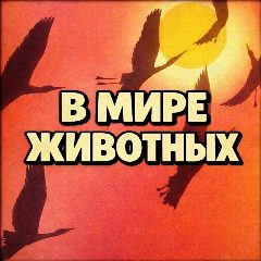 Канал В МИРЕ ЖИВОТНЫХ 🐾 в мессенджере MAX — 24 317 подписчиков