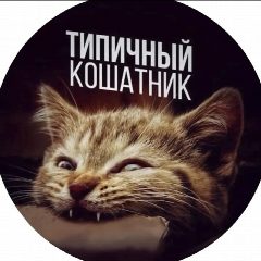Канал Типичный Кошатник в мессенджере MAX — 15 822 подписчика