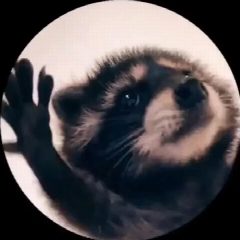 Канал Видео дня в мессенджере MAX — 81 071 подписчик