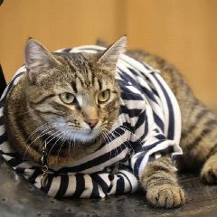 Канал Кот Матрос в мессенджере MAX — 249 подписчиков