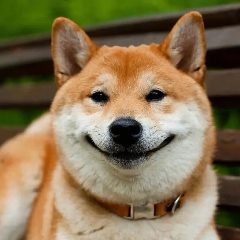Канал Ай да Собачки 🐶 в мессенджере MAX — 2 864 подписчика