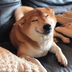 Канал ПЁСЕЛЬ🐶 в мессенджере MAX — 54 369 подписчиков