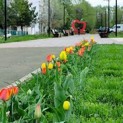 Канал Красное сельцо сегодня в мессенджере MAX — 106 подписчиков