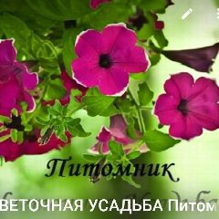Канал ЦВЕТОЧНАЯ УСАДЬБА Питомник в мессенджере MAX — 862 подписчика