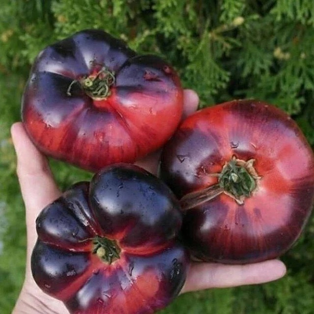 Канал ПОМИДОРОМАМА ЖИЗНЬ в мессенджере MAX — 2 111 подписчиков