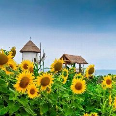 Канал ☀️МБДОУ МО «Детский сад№219»☀️ в мессенджере MAX — 253 подписчика