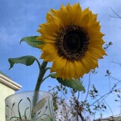 Канал Real Flower в мессенджере MAX — 17 подписчиков