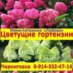 Канал Метельчатые гортензии питомника "Любава" в мессенджере MAX — 462 подписчика