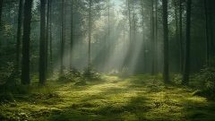 Канал ГАУ РБ "Инзерский лесхоз" в мессенджере MAX — 17 подписчиков