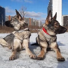 Канал Заметки кинолога в мессенджере MAX — 113 подписчиков